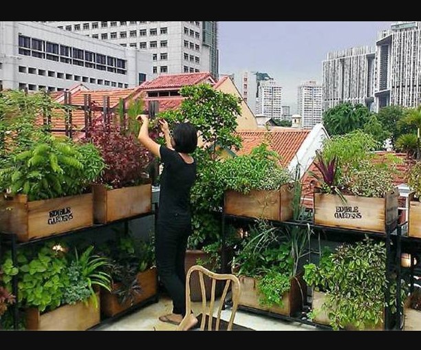 Urban Rooftop Gardening