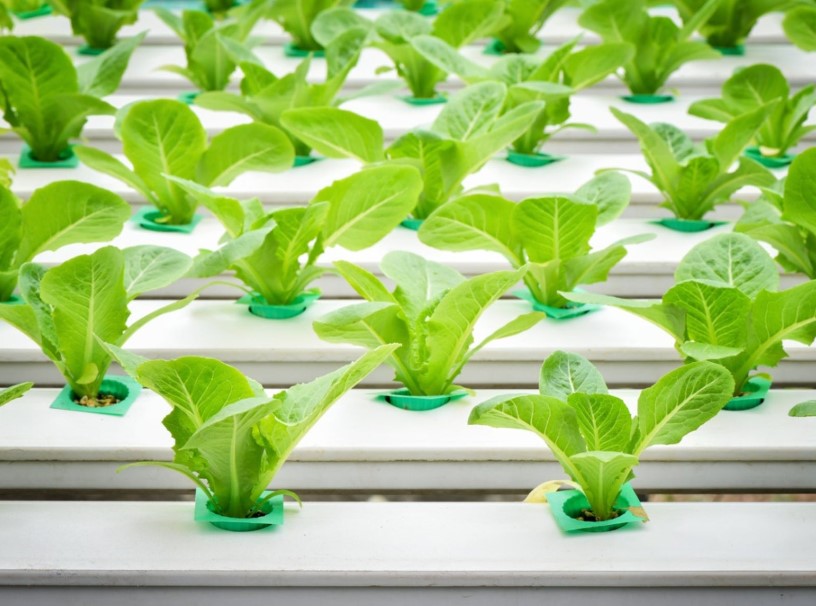 Hydroponic Gardening