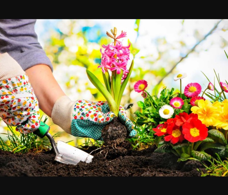 Organic Gardening