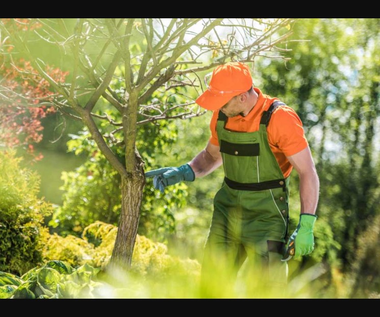 Tree Maintenance