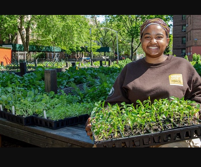 Urban Gardening