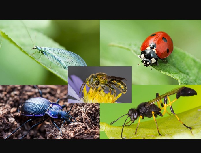 Attracting Beneficial Insects