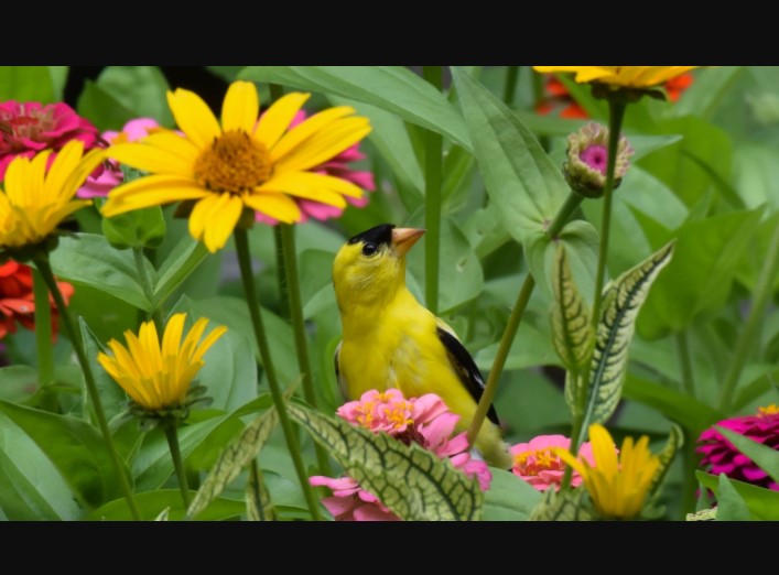 Attracting Birds to Your Garden