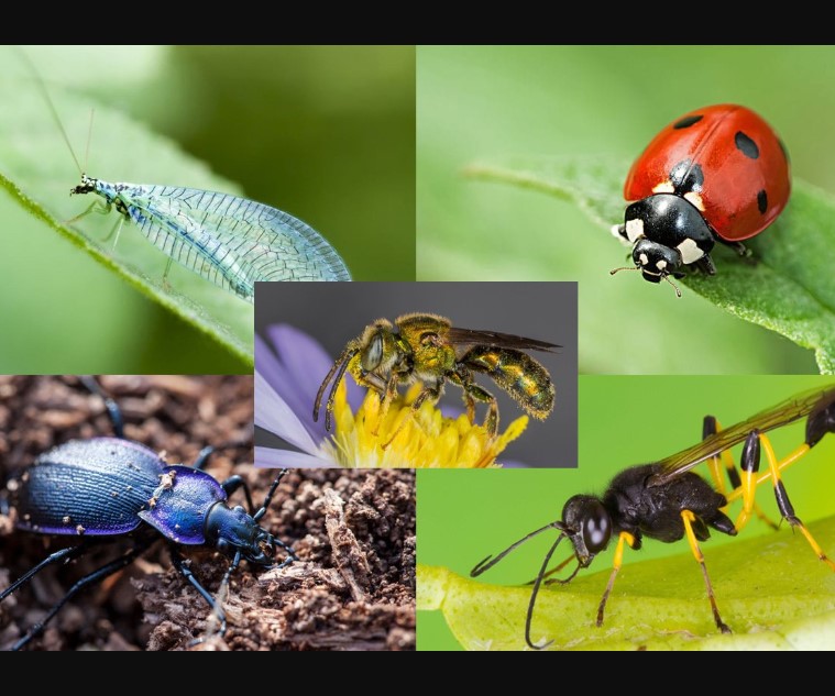 Beneficial Insects in Gardens