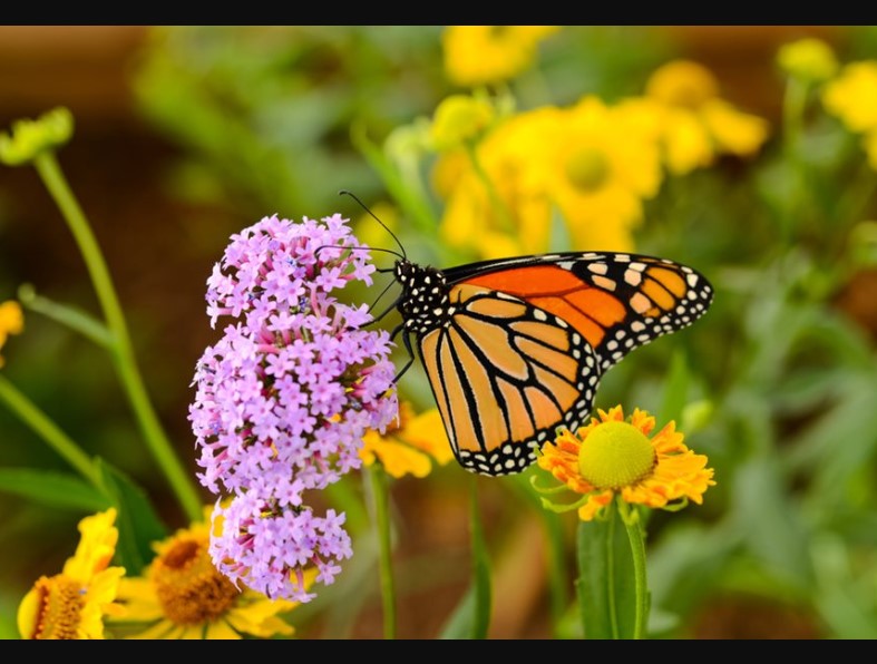 Creating a Butterfly Garden