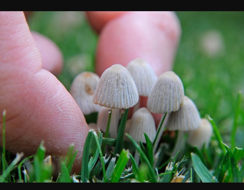 Fungi in Gardens