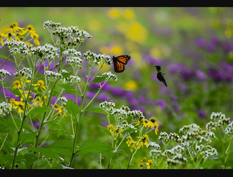 Gardening for Pollinators