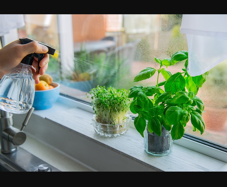 Growing Herbs Indoors