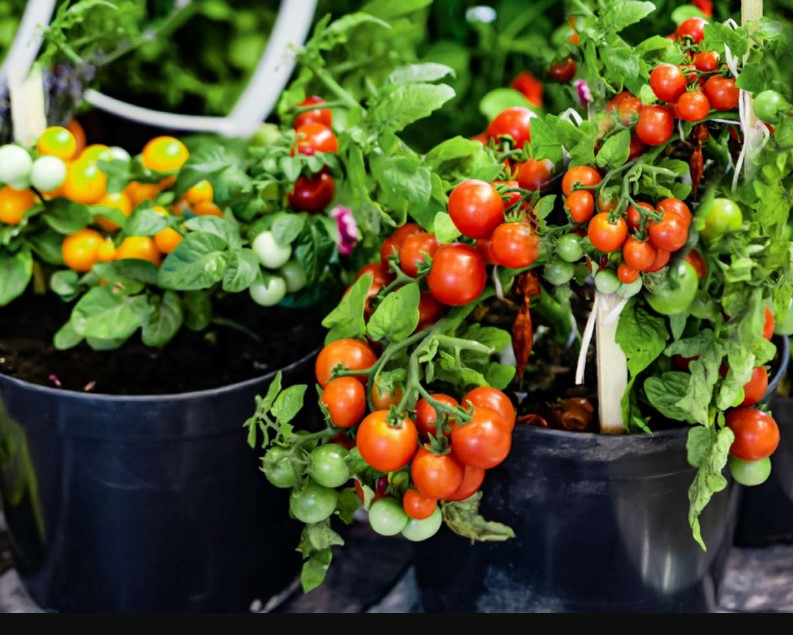 Growing Tomatoes in Containers