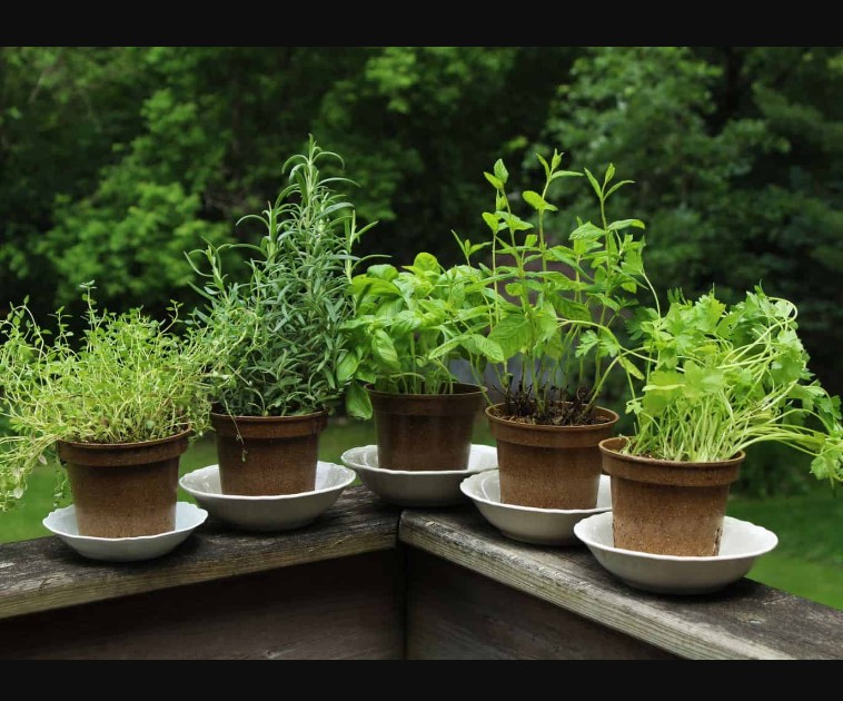 Herbs for Culinary Gardens