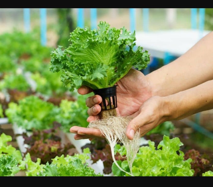 Hydroponic Gardening