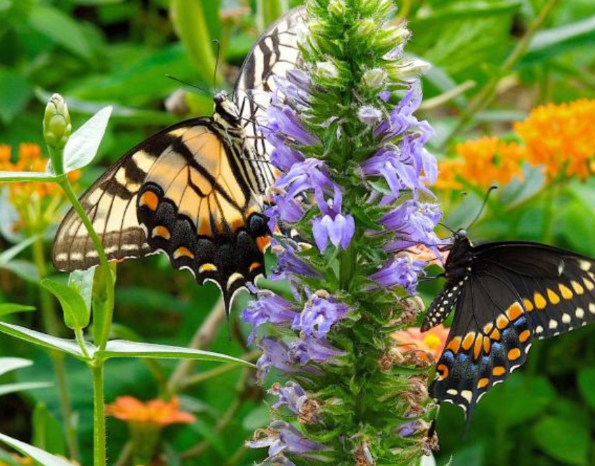 Native Plants for Wildlife Gardens