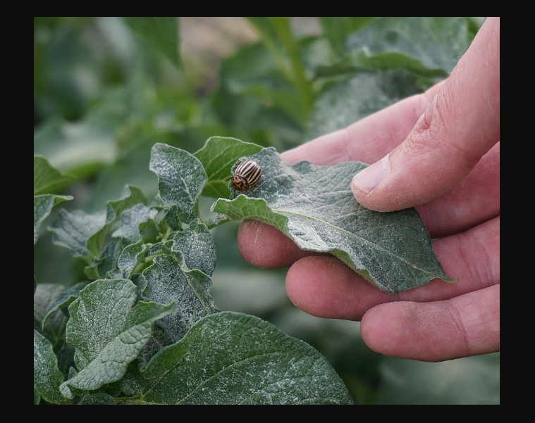 Natural Ways to Deter Pests: