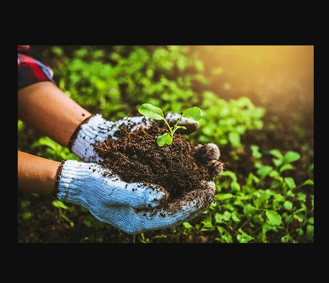 Organic Fertilizer Options