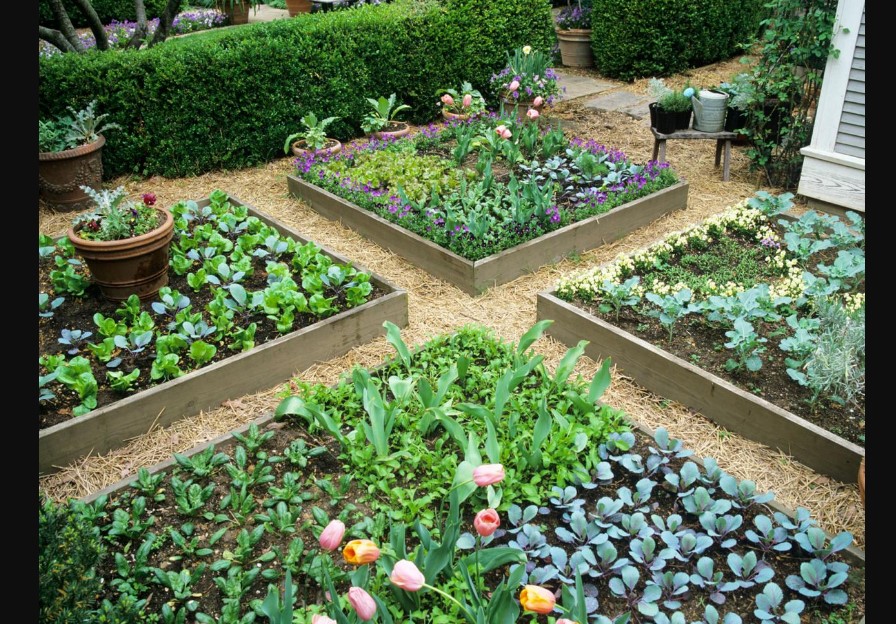 Raised Bed Gardening tips