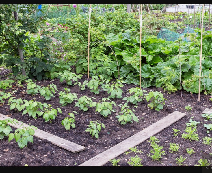 Vegetable Garden Layout Plans