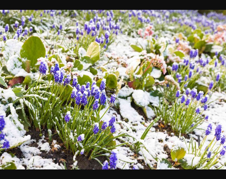 Winter Garden Preparation